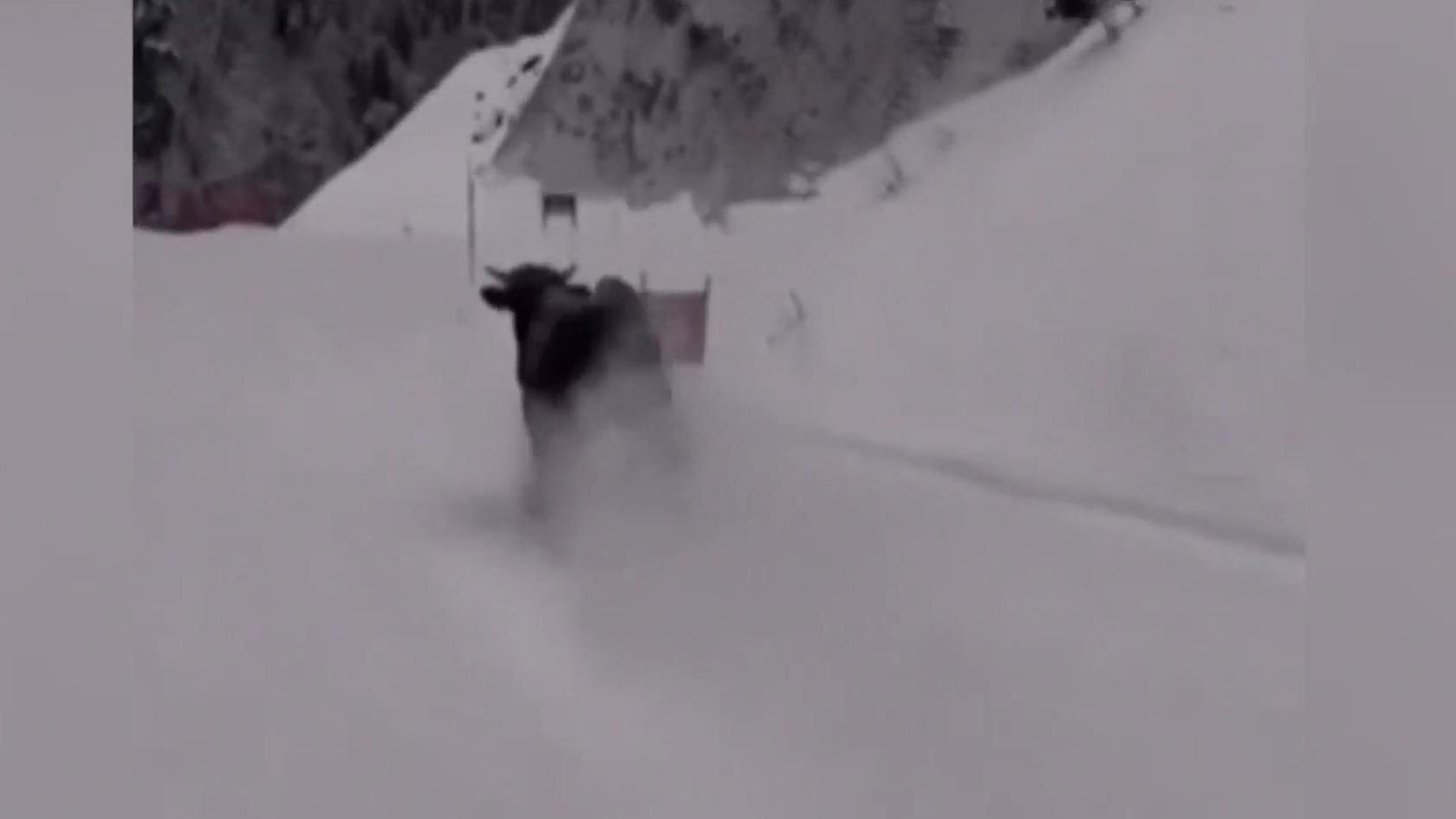 Bulle überholt Skifahrerin bei Abfahrt Pistenrind statt Pistensau