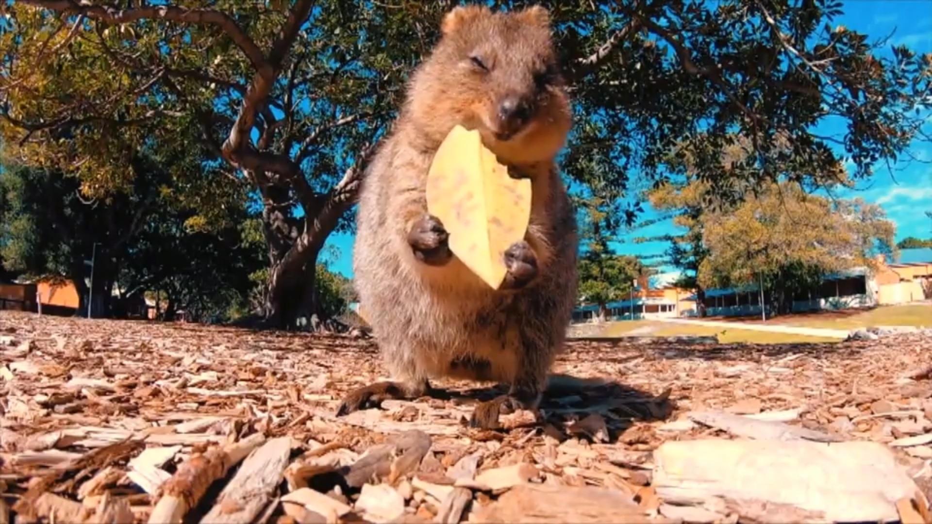 Mit Tiervideos entspannt durch das Jahr kommen Quokkas, Alpakas & Co.