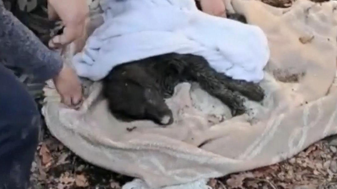 Feuerwehr rettet Hund aus Abflussrohr Winseln unter der Erde