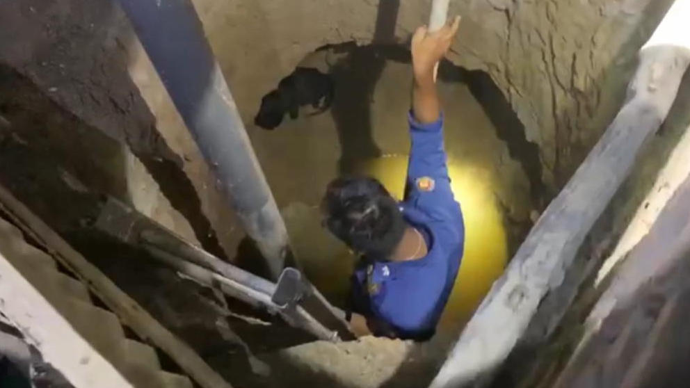 ¡Un gato que cayó en un pozo de tres metros de profundidad maúlla pidiendo ayuda!