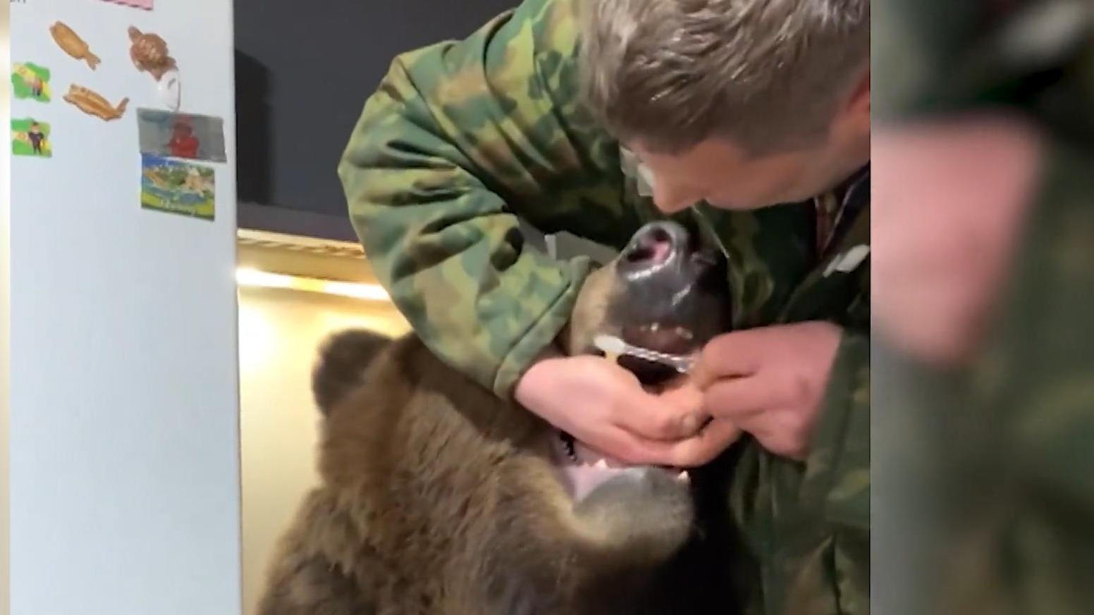 Bär Tom geht´s an die Beißerchen Fleißig geschrubbt!