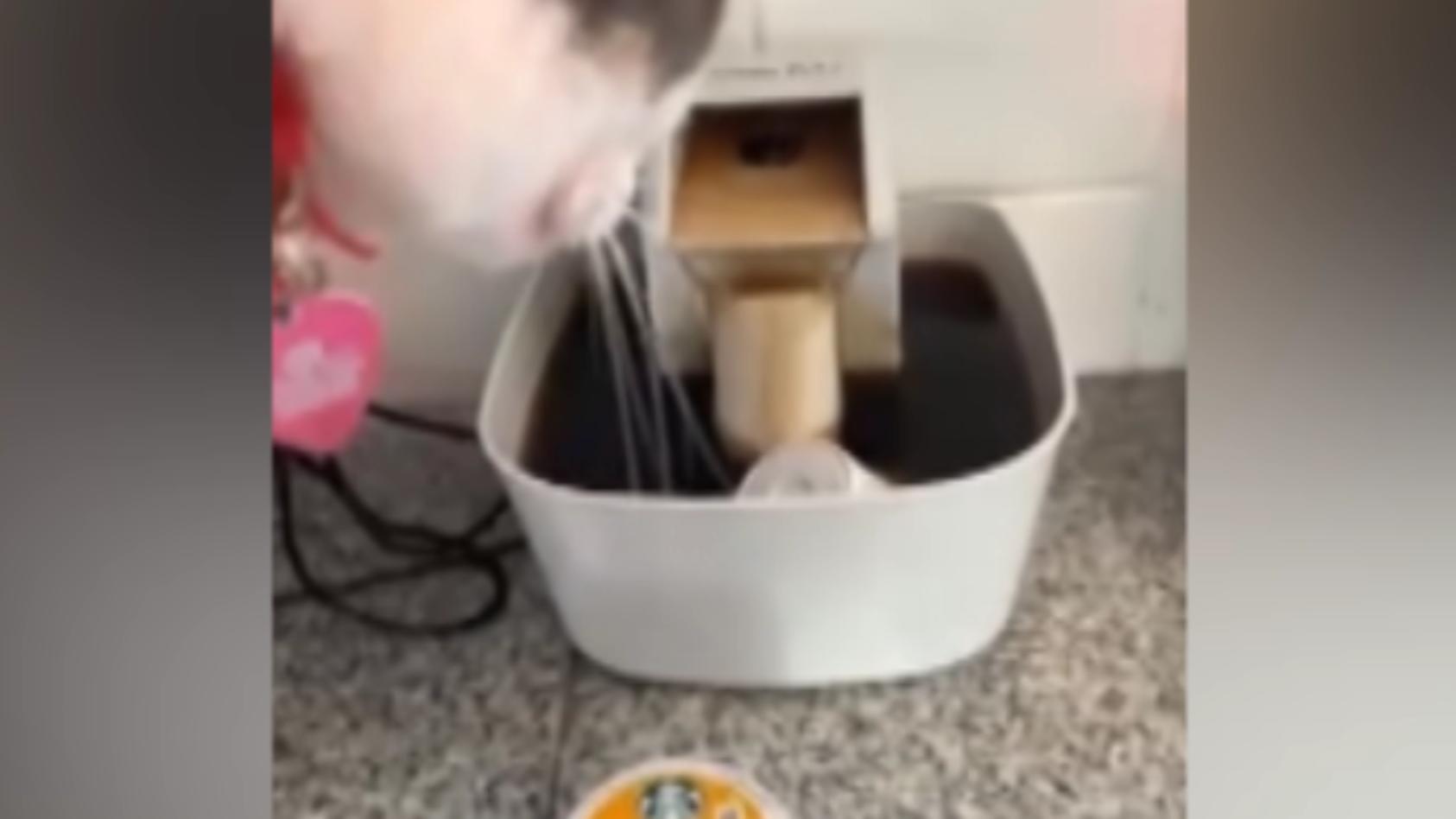 Vierbeiner macht Katz-Puccino! Katze wird zur Barista