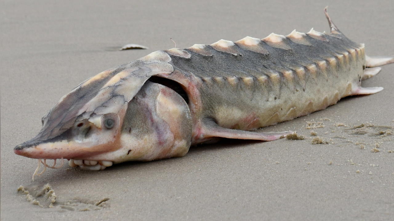Grusel-Fisch an Strand von US-Küste entdeckt Ist das ein Seeungeheuer?