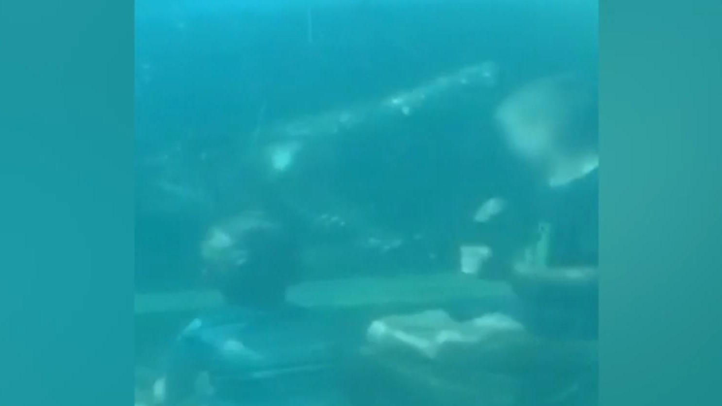 Krokodil attackiert Kinder im Zoo in Miami Gut, dass da eine Scheibe war!
