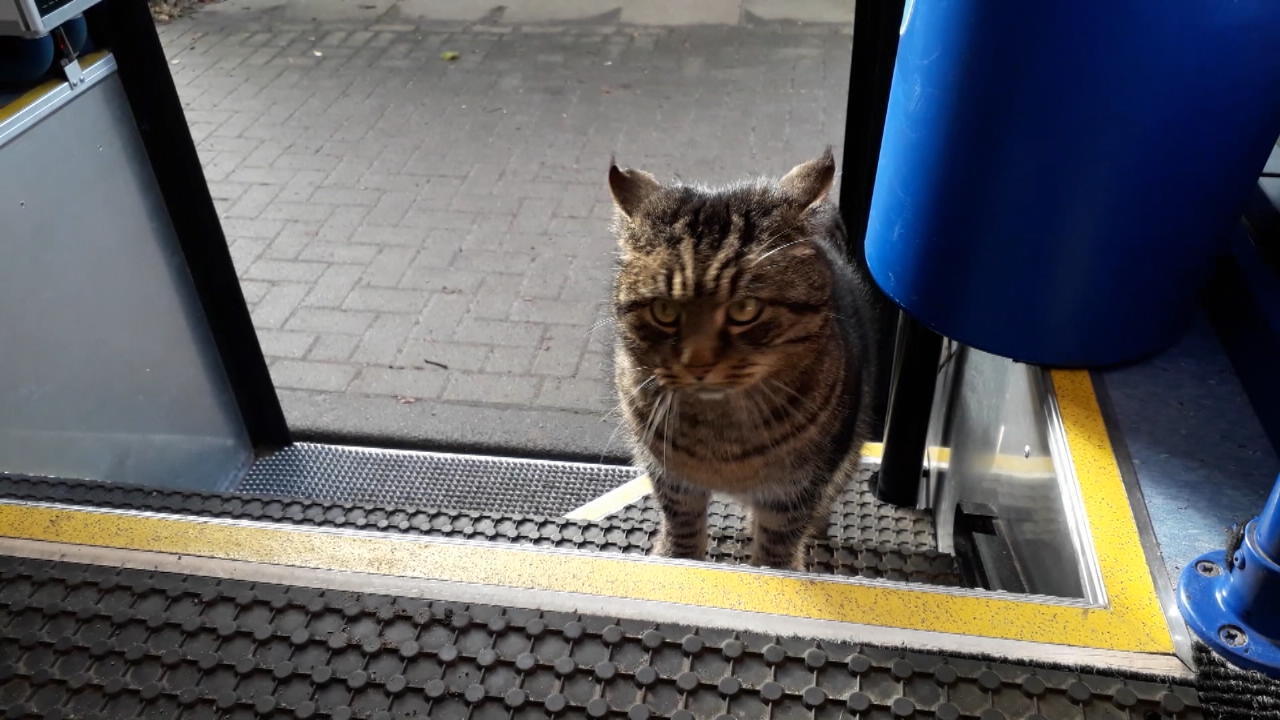 Tiger ist eine Leseratte Kater im Bibliotheksbus
