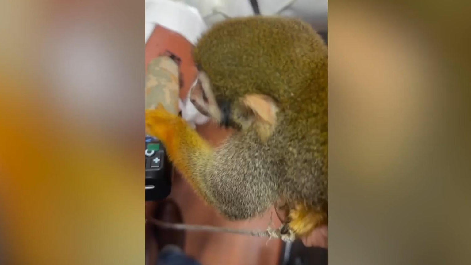 Wie verrückt kann man sein?! Affe tätowiert Mann das Bein Neuer Tattoo-Künstler?
