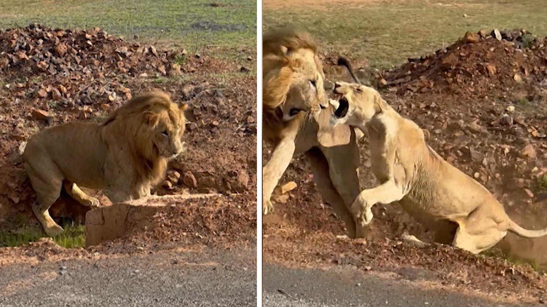 Krallen statt knallen: Löwe wird eiskalt abserviert Paaren kann er sich sparen!