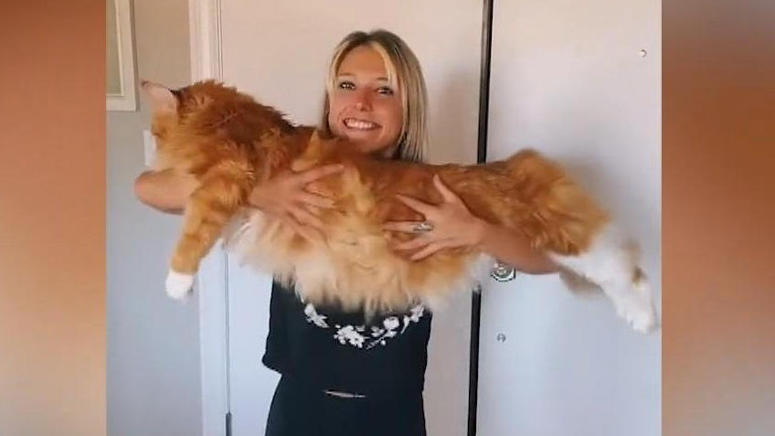 Mega-Miezi! Diese Katze ist so groß wie ein Kind! Moment mal, das ist kein Luchs?!
