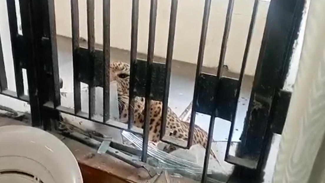 Leopard verletzt in Gerichtsgebäude acht Menschen Tier beißt um sich