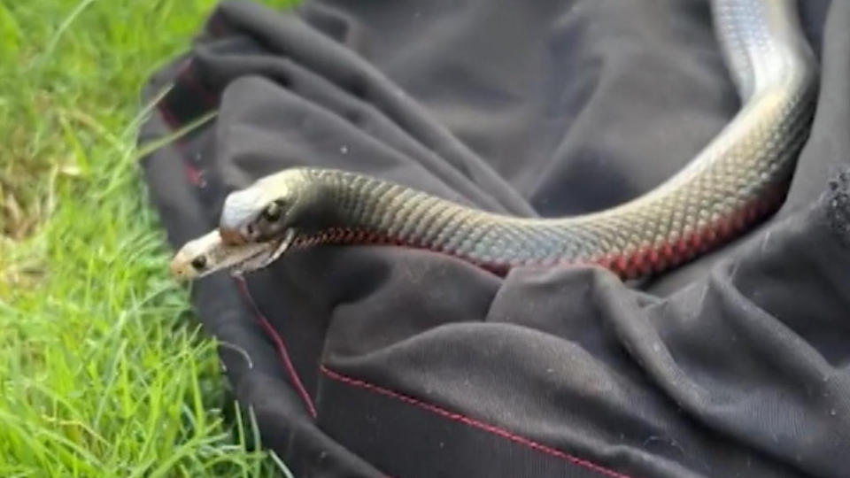 Schwarzotter verschlingt lebendige Braunschlange Schlange als Schlangen-Snack!