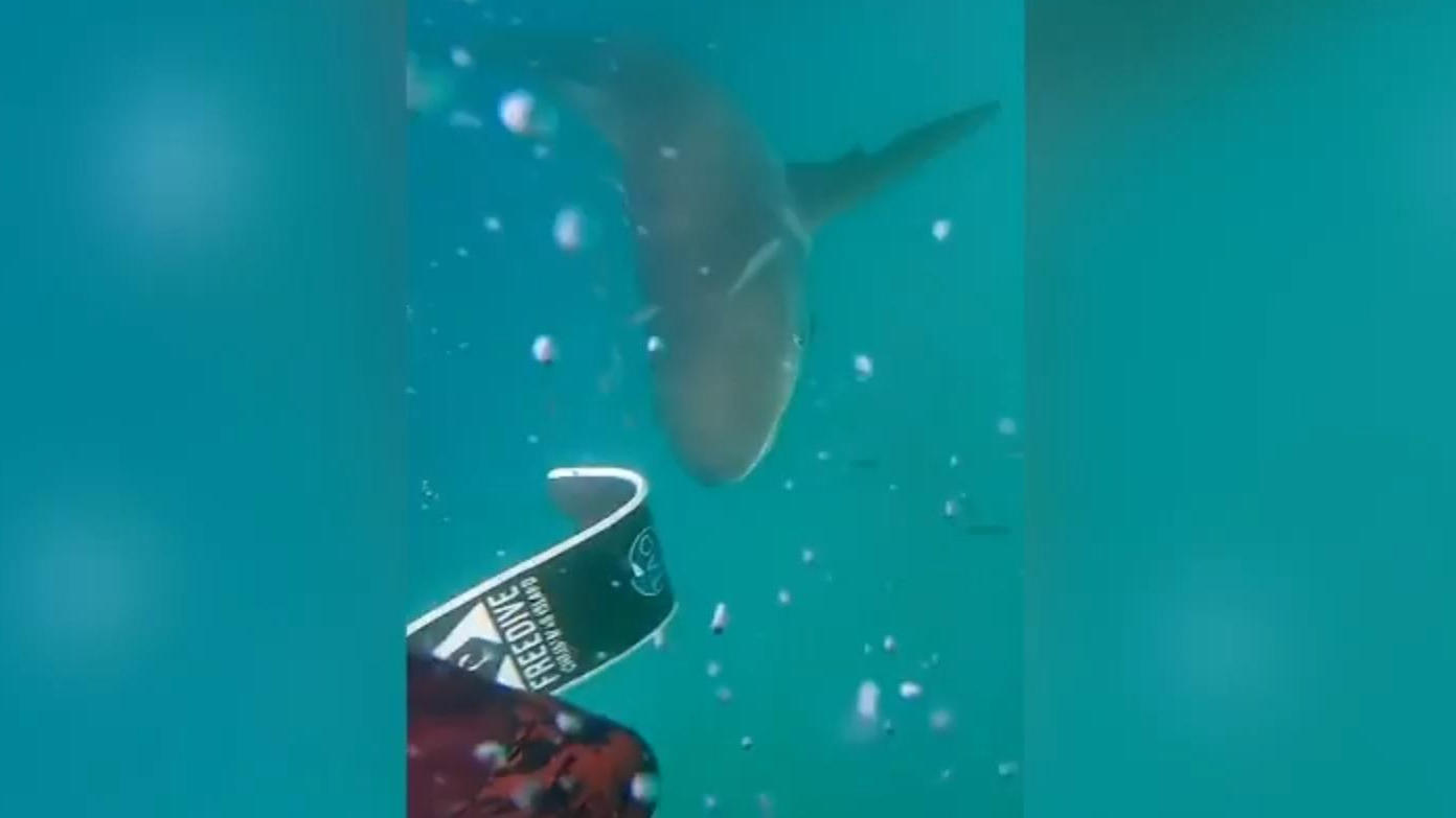 Schock-Angriff unter Wasser: Hai attackiert Taucher Beim Speerfischen in Australien