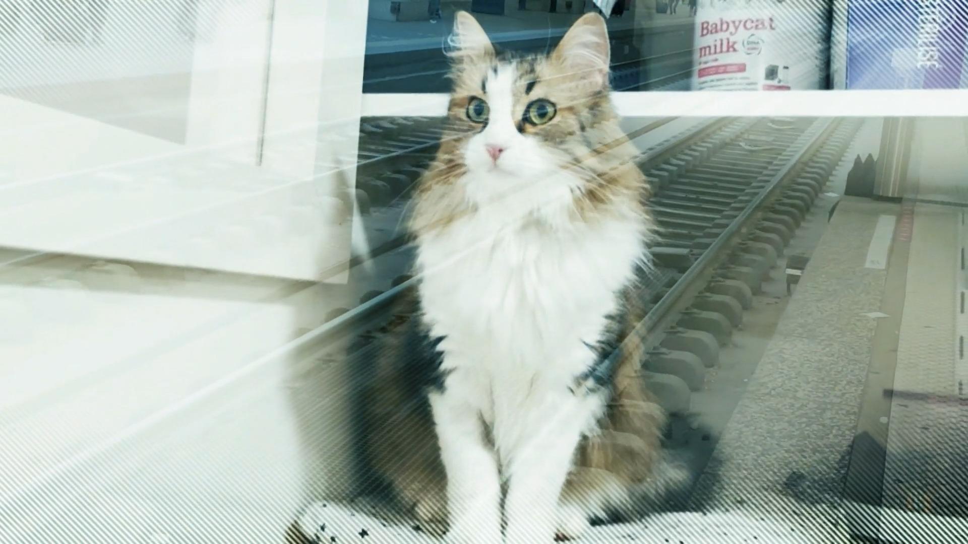 Der Tod dieser Katze versetzt Frankreich in Aufruhr Katze Nekko