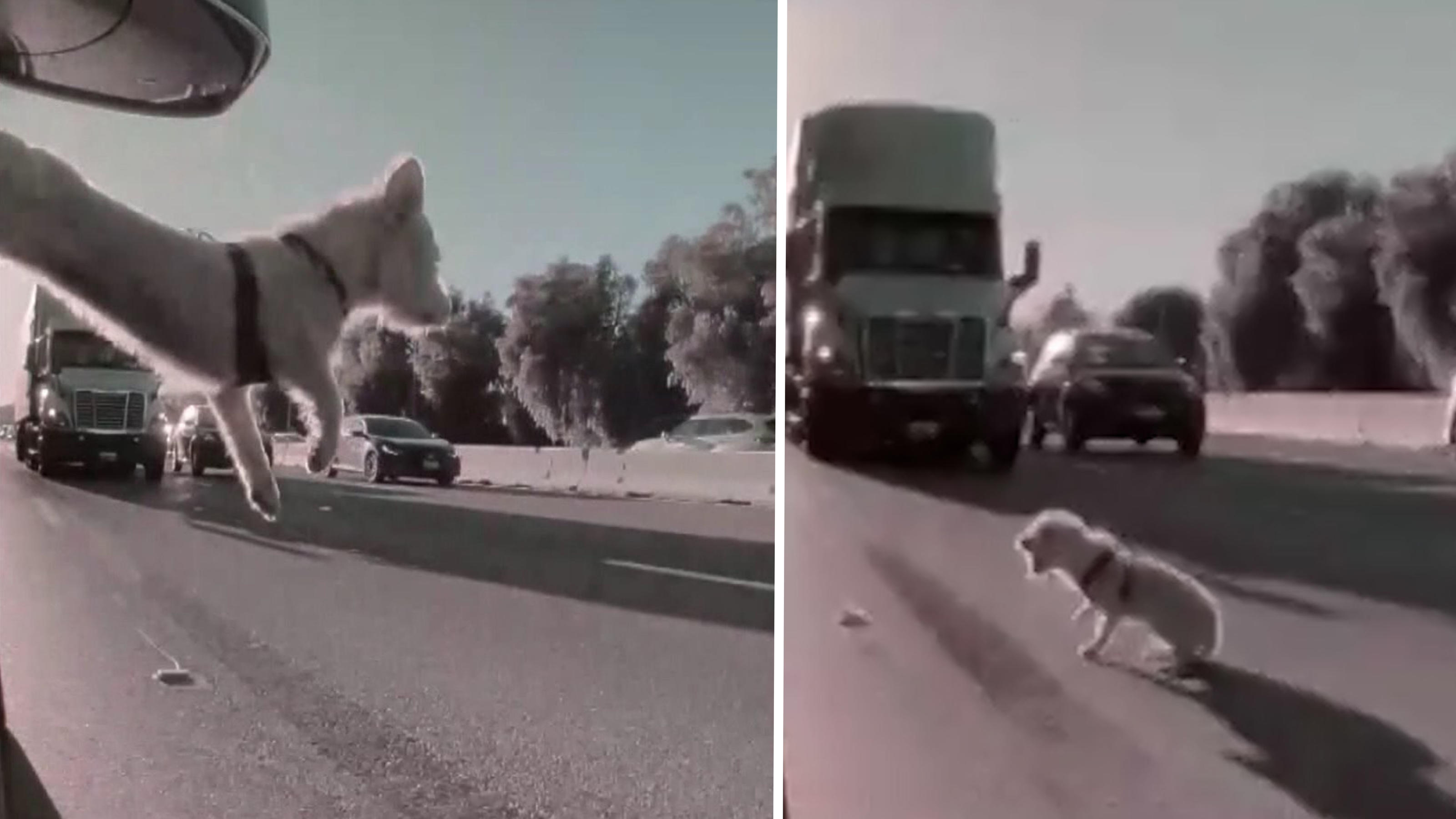 Hund springt aus Autofenster - und landet vor rasendem Lkw Schockmoment endet im Happy End!