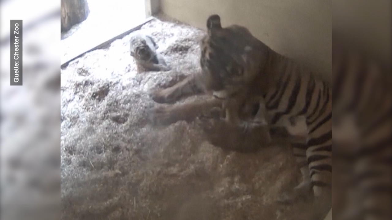 Webcam filmt Geburt von Sumatra-Tiger-Babys Seltenes Phänomen!
