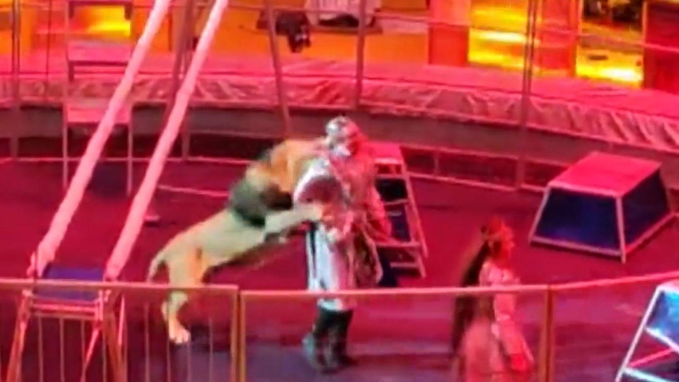 Una minaccia per la vita nell'arena del circo morde un leone addomesticato alla schiena