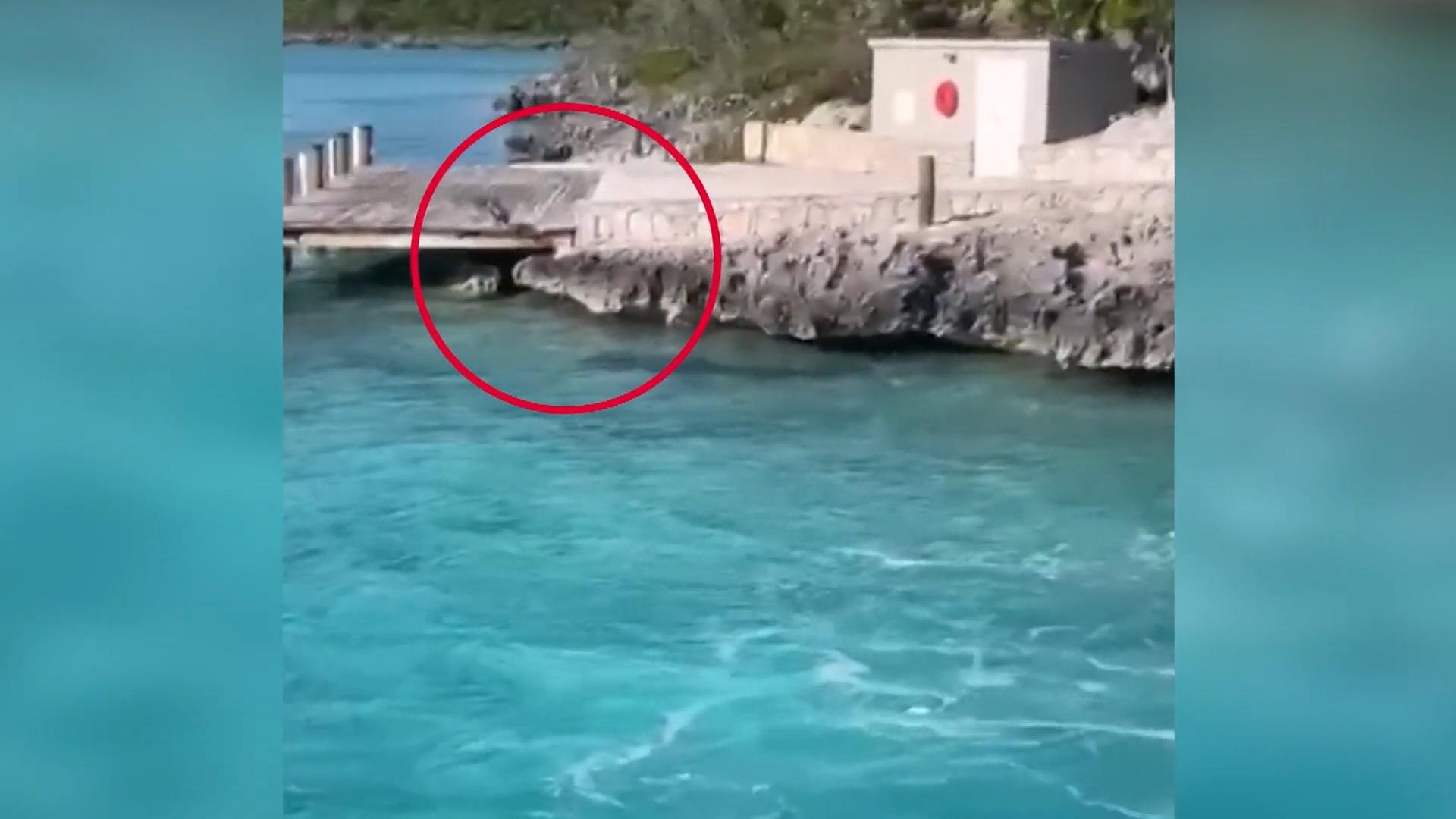 Bahamas: un cane salta in acqua per mettere fuori combattimento i turisti in una scena di un film