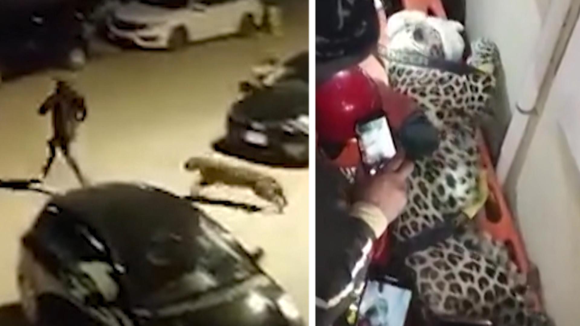 Angriff auf sechs Menschen in Pakistan Leopard auf Straßen unterwegs
