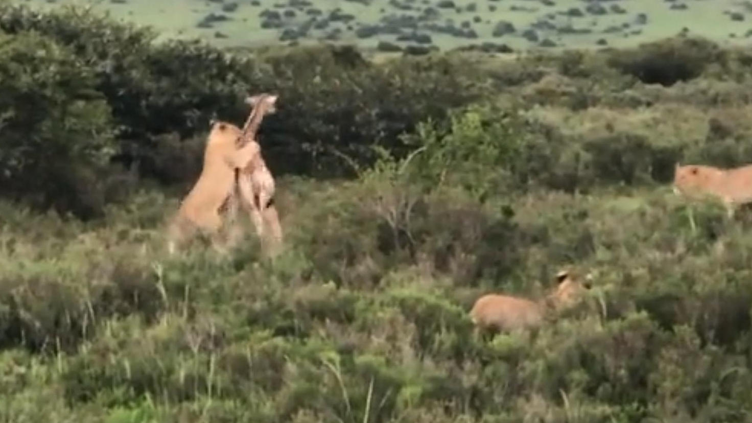 Giraffen-Mutter riskiert eigenes Leben um Kalb zu schützen Hungrige Löwen lauern auf fette Beute