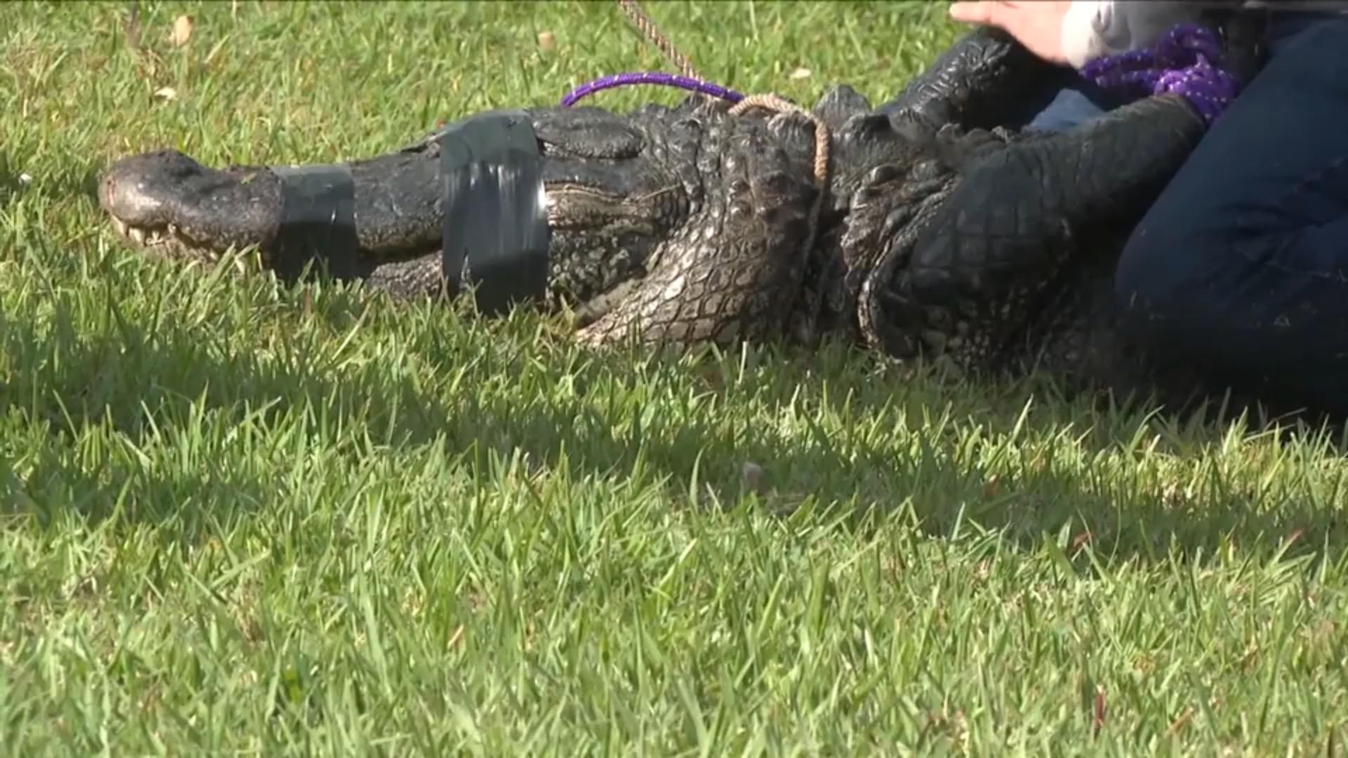 Frau (85) will Hund vor Alligator retten und wird getötet Killer-Reptil schießt aus dem Wasser