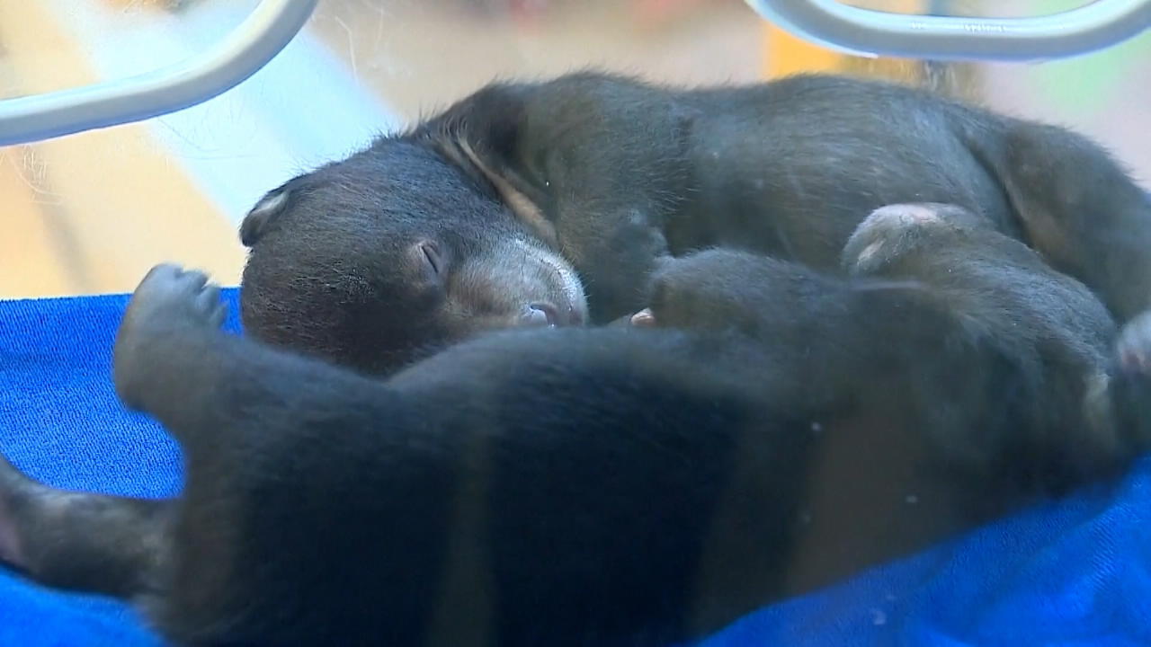 Zweimal doppelter Bärennachwuchs Zoo in China zeigt süße Babys