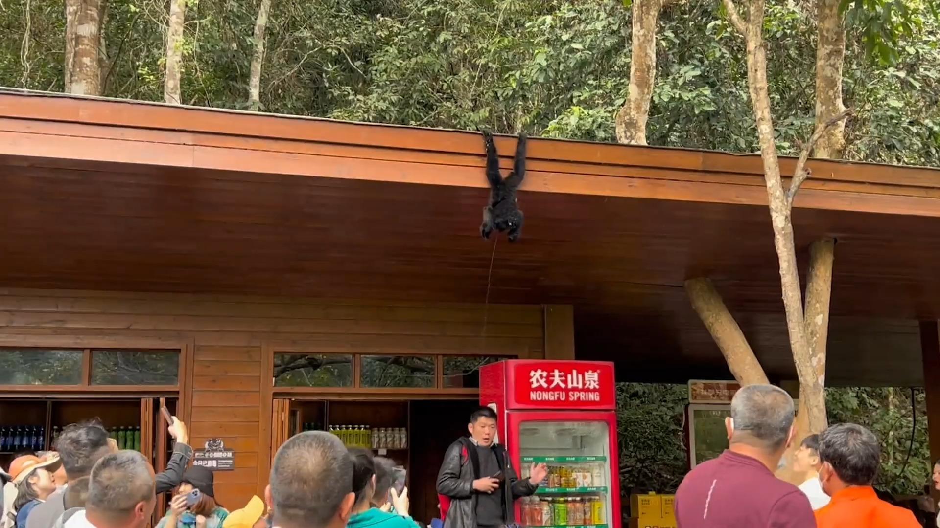 Wet and Happy Surprise: una scimmia fa la pipì sui visitatori di Adventure World Zoo con una differenza!