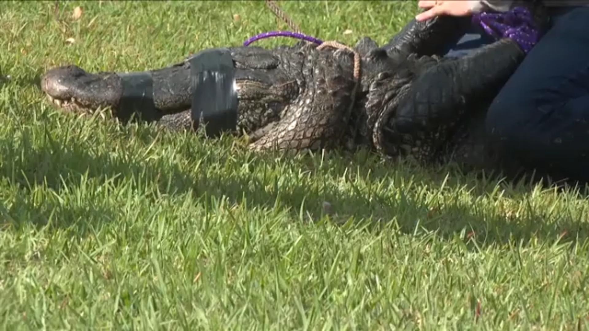Nachbarin versuchte noch, die Hundebesitzerin zu retten Tödlicher Killer-Alligator in Florida
