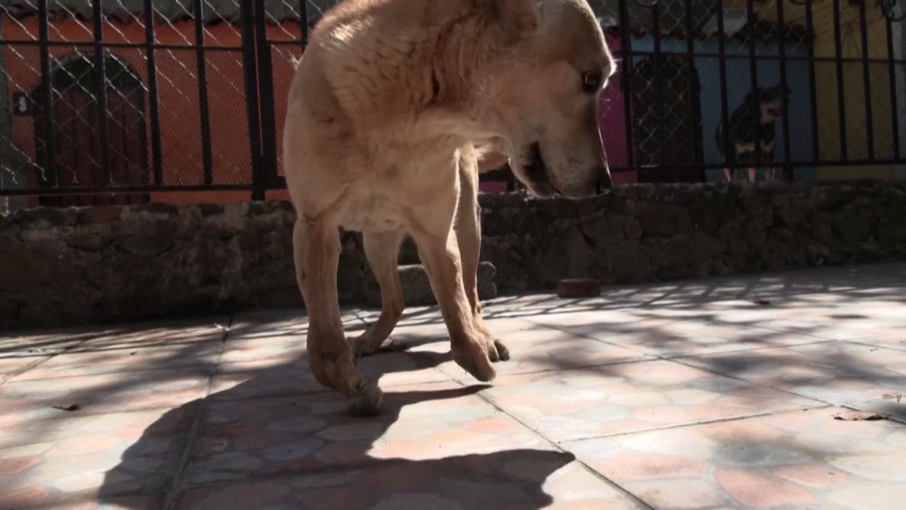 Il cane lotta tutta la vita senza torturarsi le zampe anteriori e liberarsene come spazzatura!