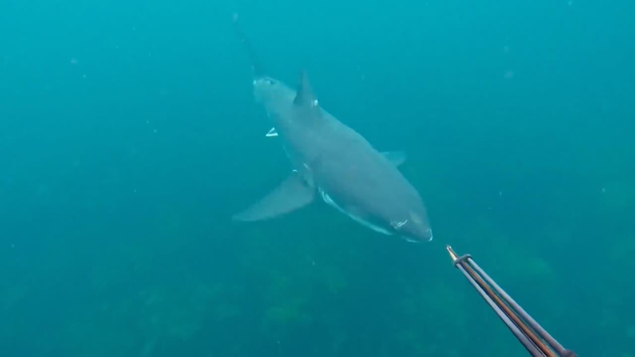 Er kam aus der Tiefe! Fischer rettet sich vor Weißem Hai Schock-Begegnung bei Tauchgang