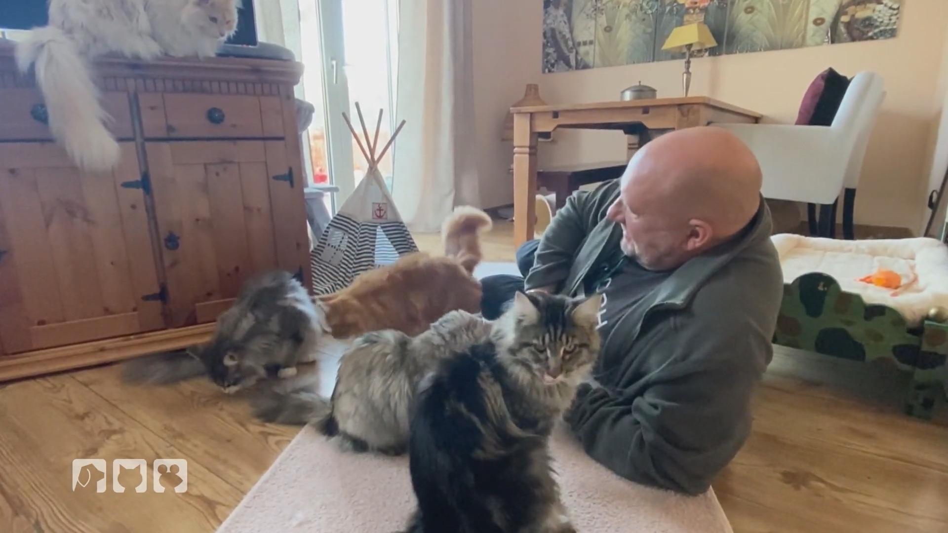 Der Plan ist aufgegangen Katzen-Versöhnung