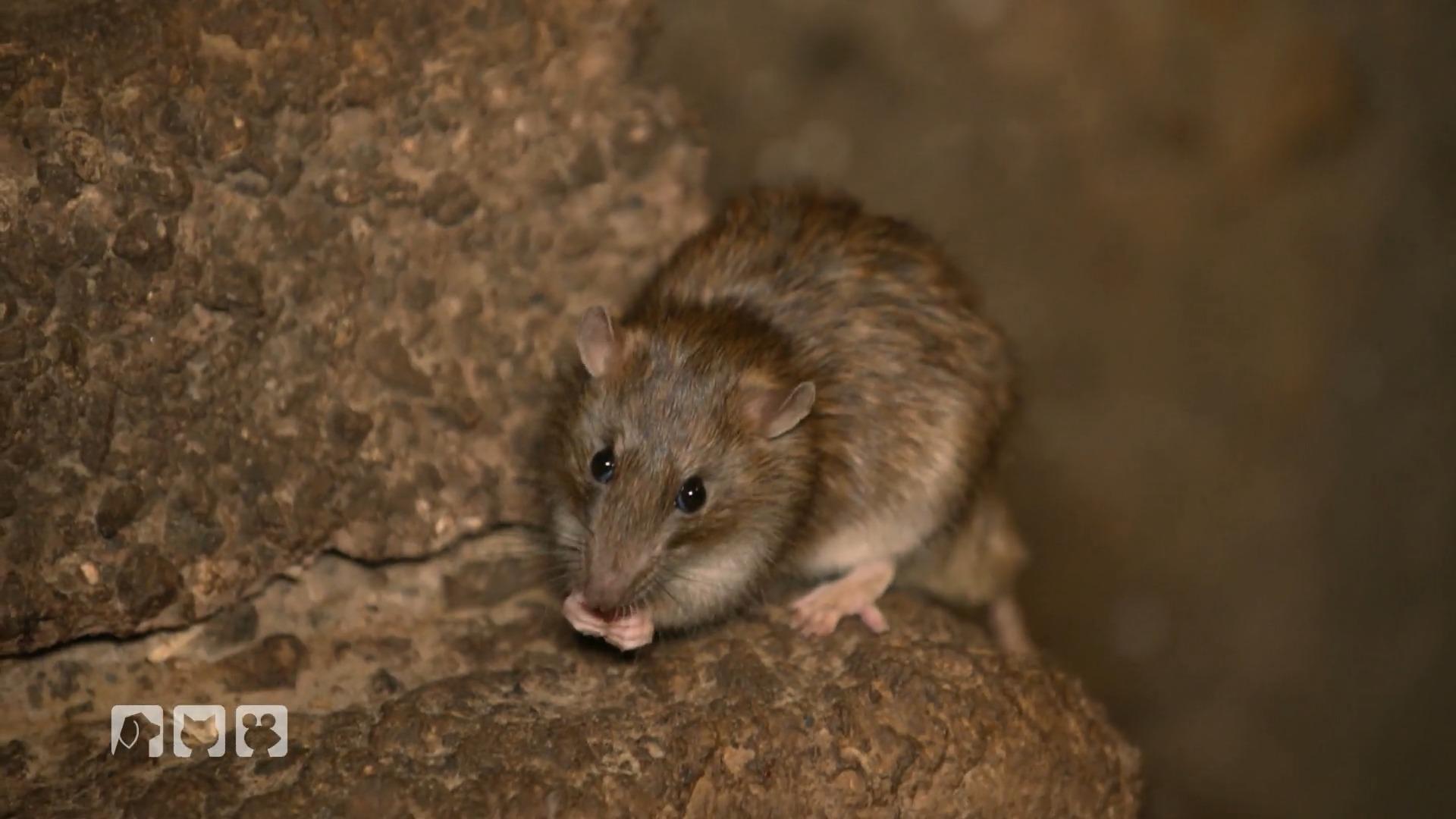 Ratten - DAS wissen die meisten nicht! Schluss mit den Klischees