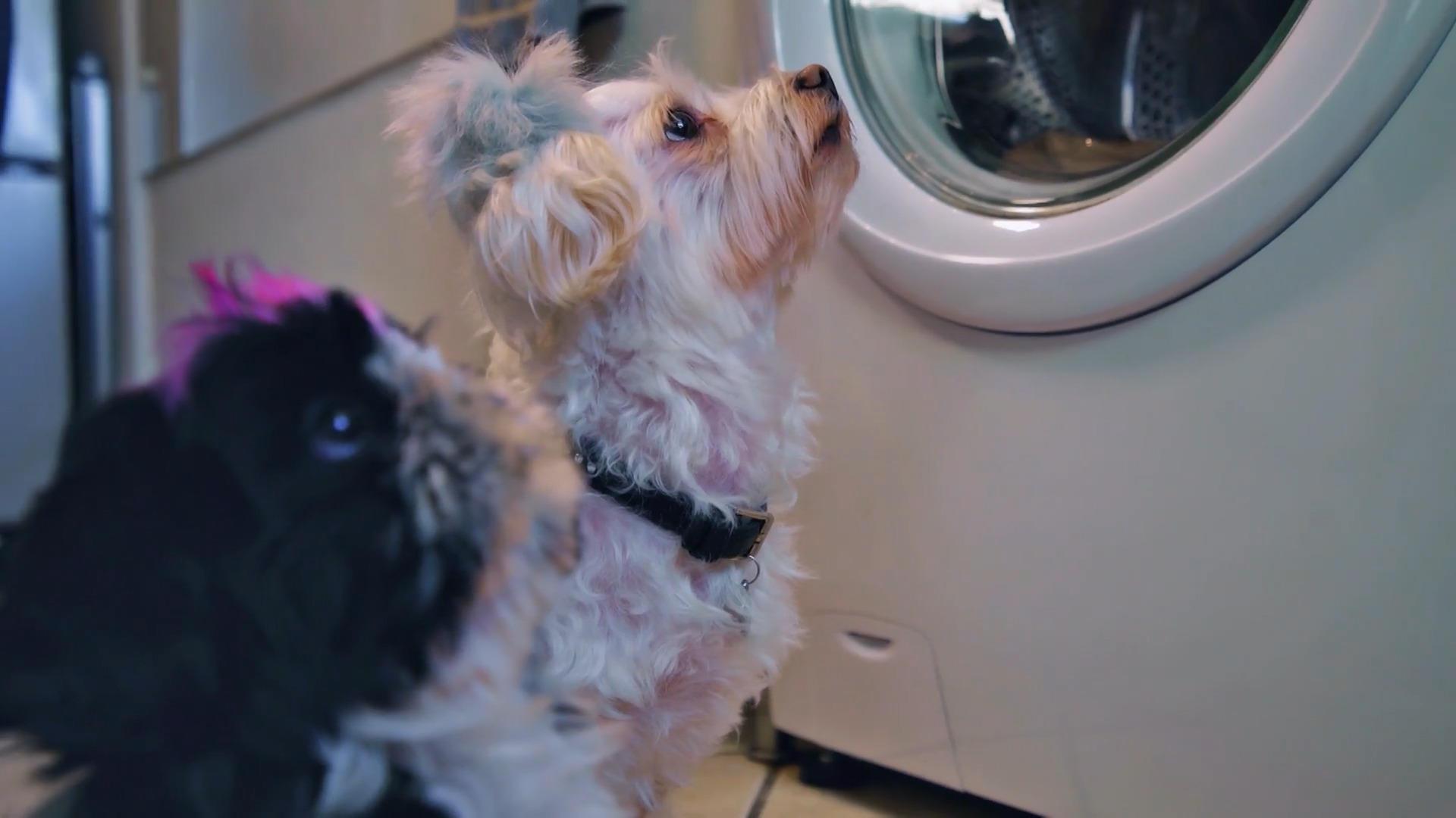 Aslan und Lillifee werden regelmäßig bekocht Gute Ernährung
