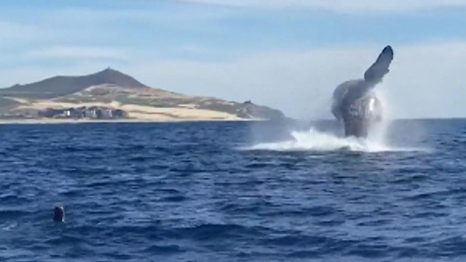 La balena grigia sorprende i subacquei con la vista di saltare sopra la superficie dell'acqua