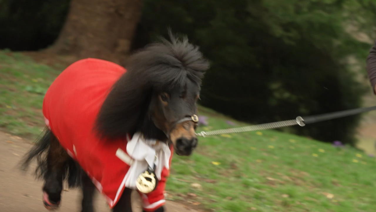 Pony Patrick ist Bürgermeister Von englischem Dorf Cockington