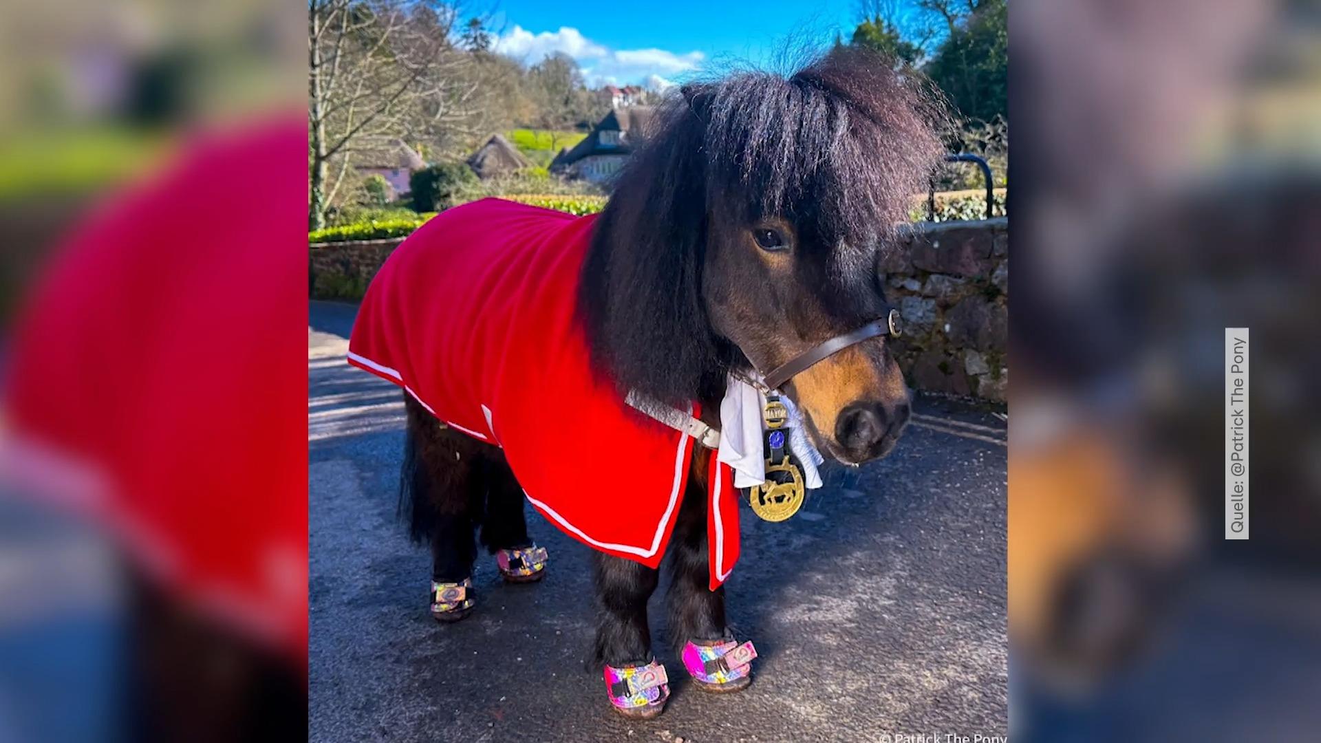 Dieses Pony ist Bürgermeister in England Shetland-Pony Patrick