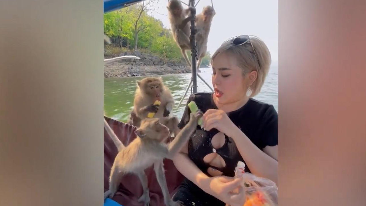 Tierischer Überall! Affen plündern Touristen-Boot Mini-Piraten schnappen sich Essen