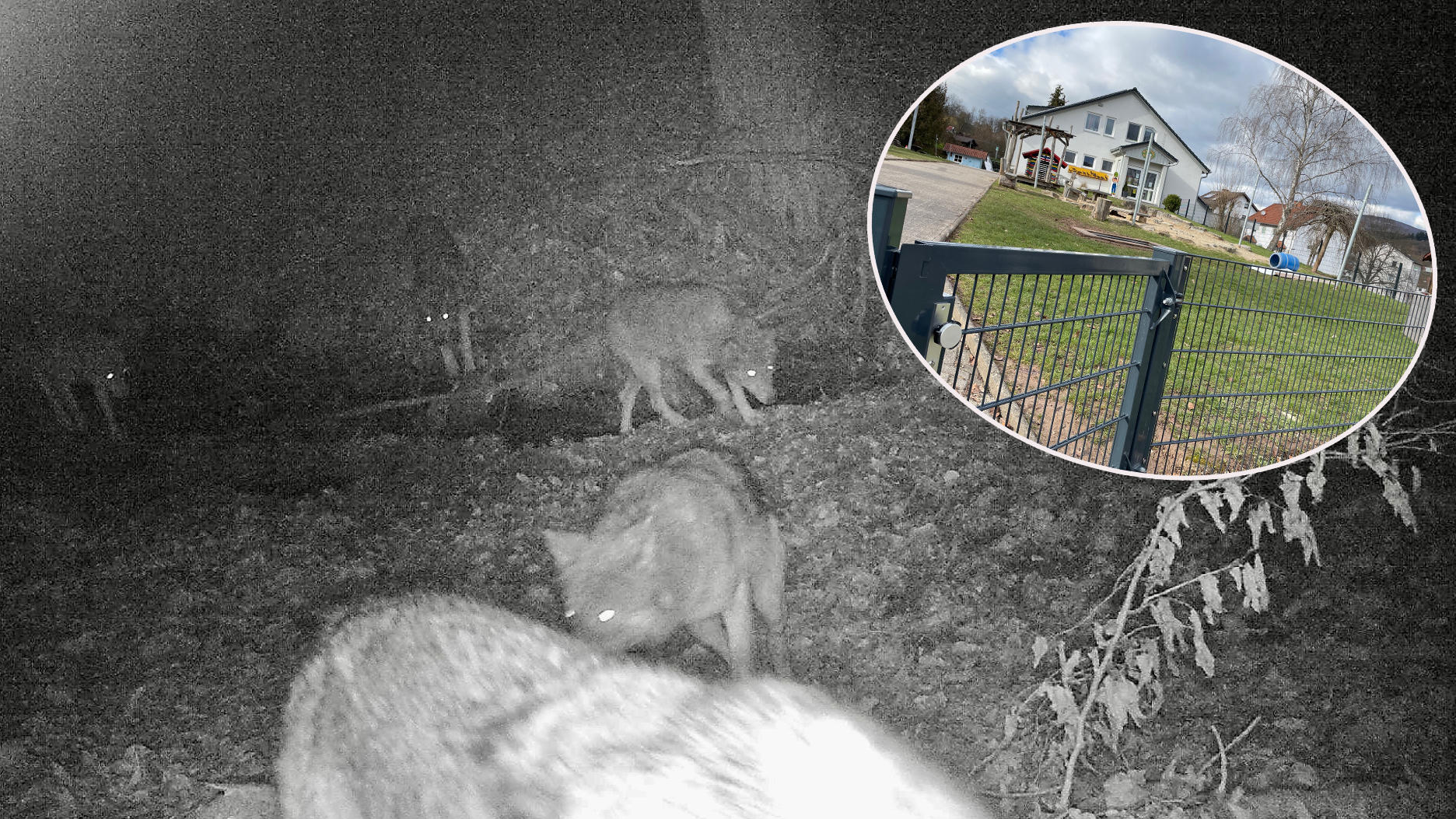 Predators take over kindergarten territory in Waldkappel Forest becomes a restricted zone