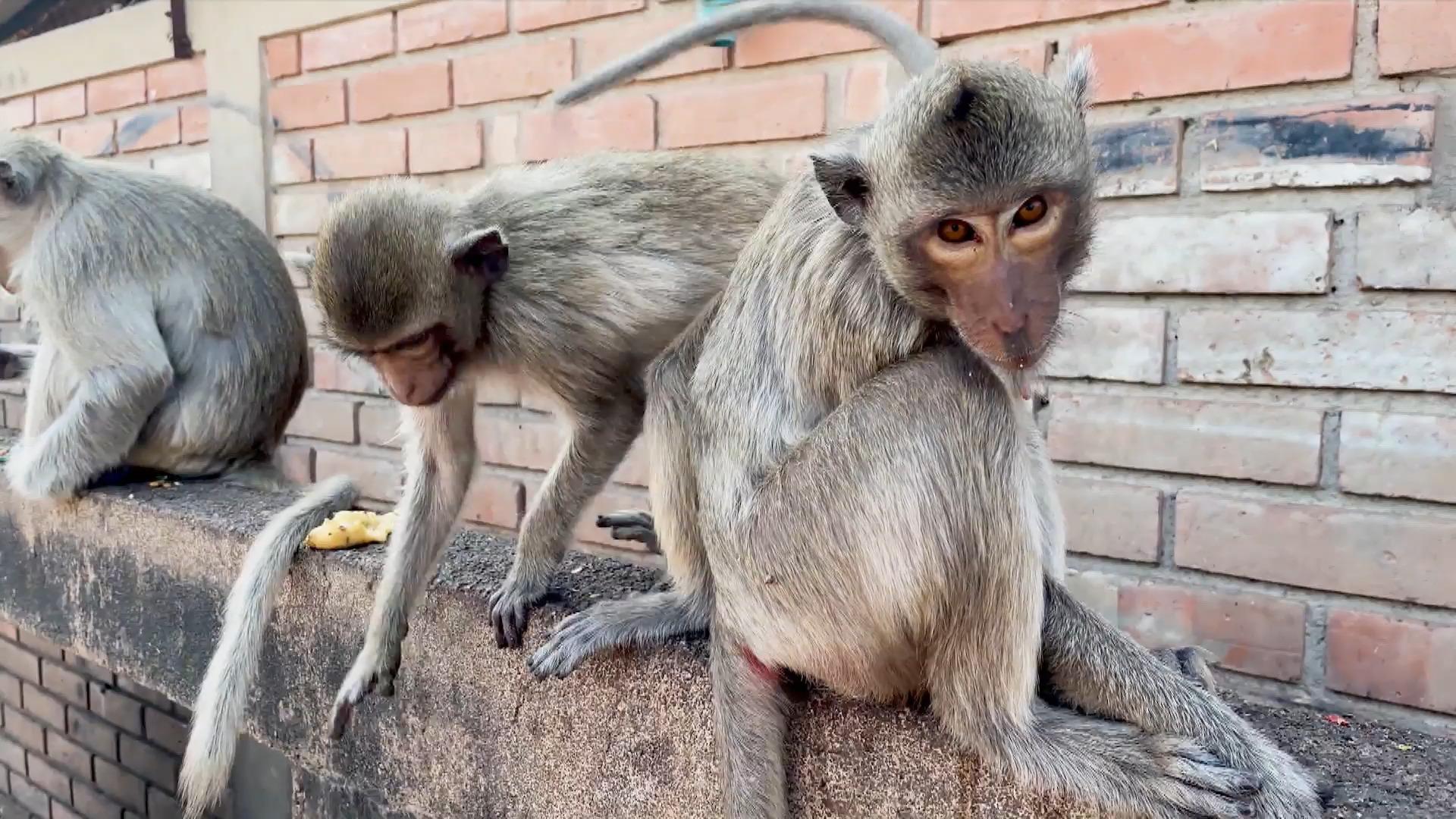 Affen-Horden stürmen die thailändische Stadt Lopburi Touristen-Attraktion wird zur Plage
