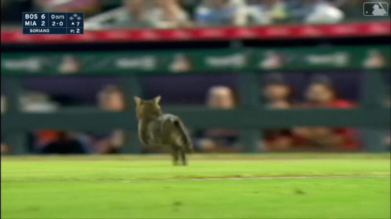 Flinke Katze spielt sich in den Mittelpunkt Baseballspiel kurios unterbrochen