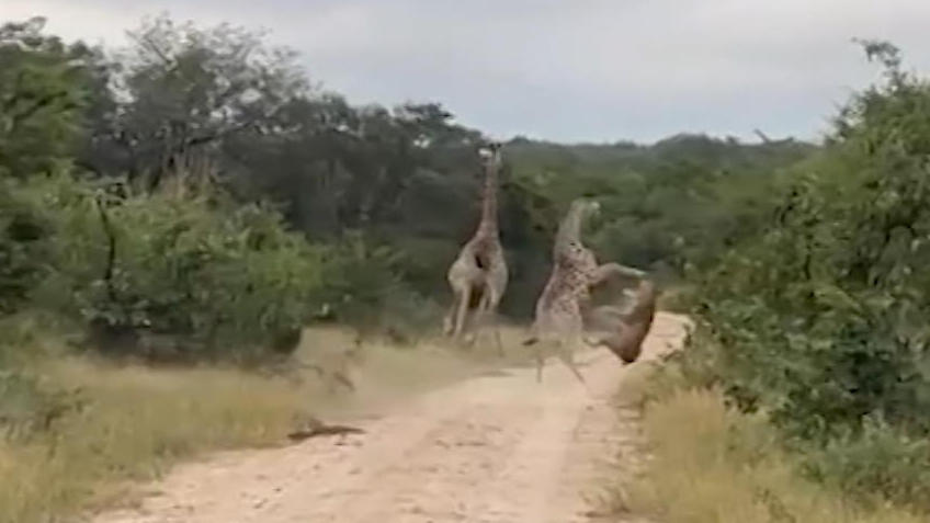 Giraffe wehrt sich gegen Löwin mit Karate-Kick Voll auf die Schnauze!