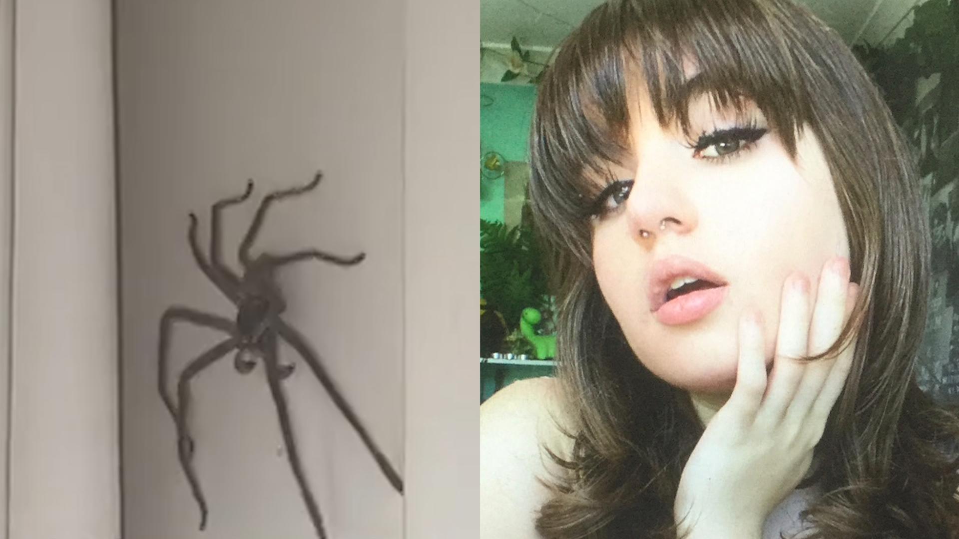 Sie war ihr zugelaufen: Frau hält XXL-Spinne als Haustier Das gibt’s auch nur in Australien!