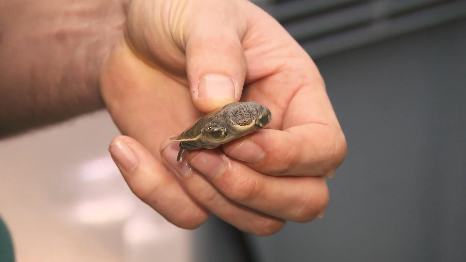 Schildkröte sollte gegessen werden - jetzt gibt's Nachwuchs! 23 Jahre später!