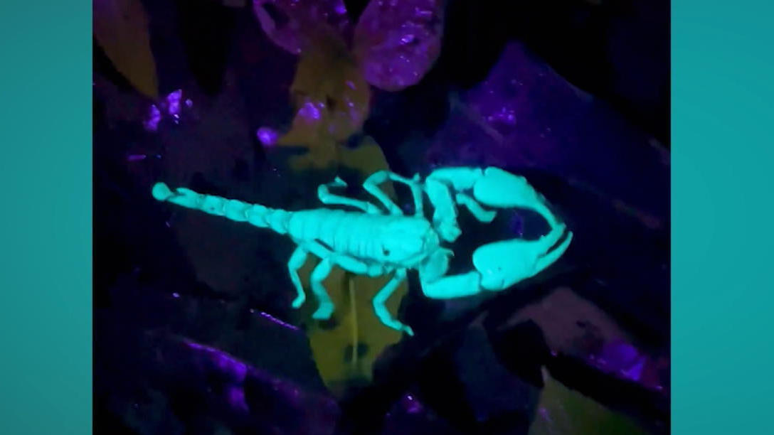 Kein Video-Effekt! Dieser Skorpion leuchtet im Dunkeln Was ist das für eine Kreatur?!