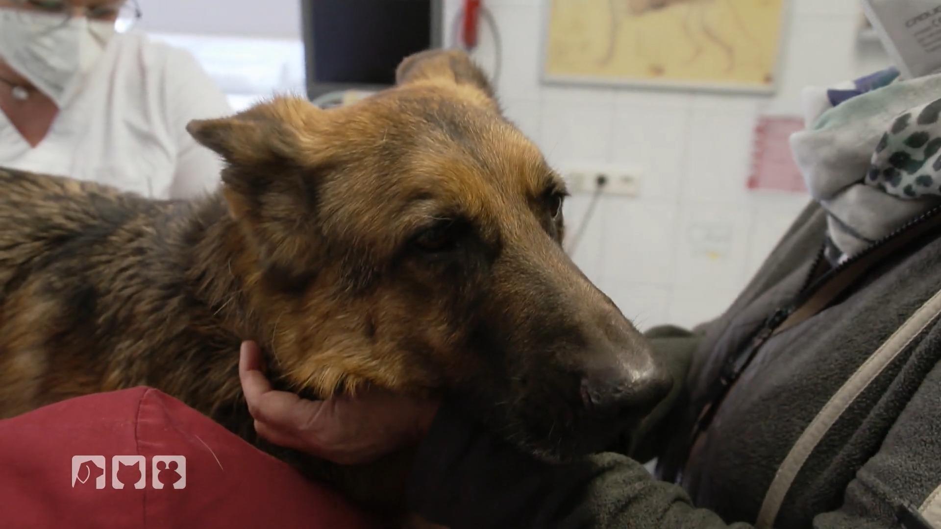Schäferhund Fritz muss zur Tierklinik Schmerzen
