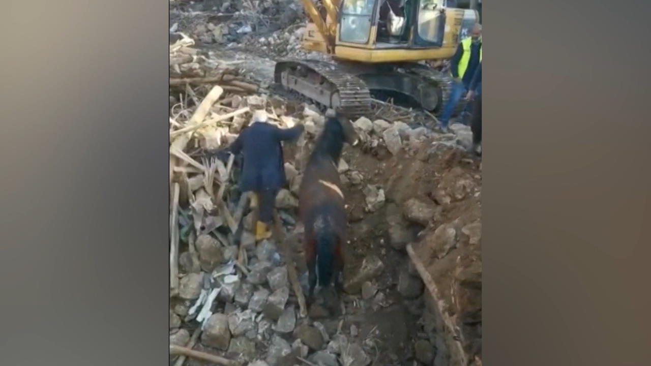 Nach mehr als 21 Tagen: Pferd aus Erdbeben-Trümmern gerettet Wundersame Rettung in der Türkei