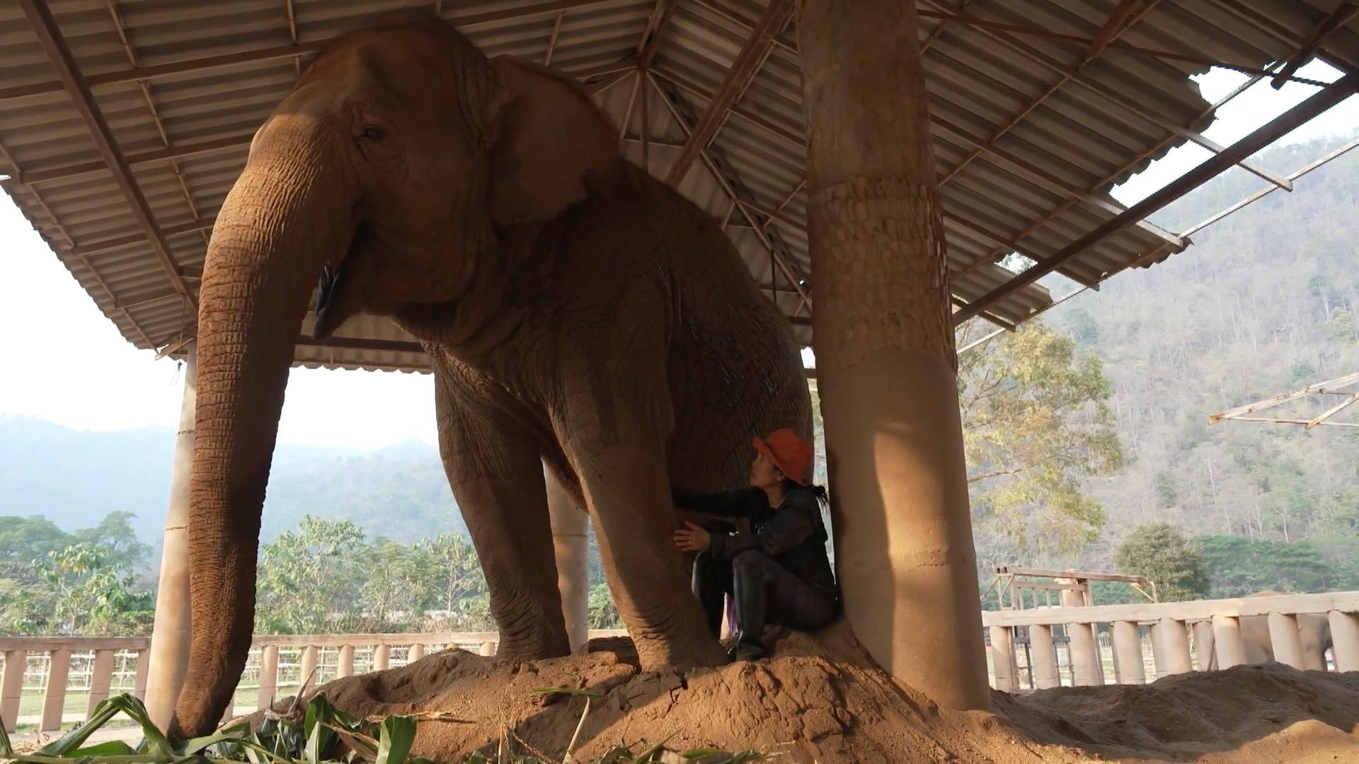 Tierschützerin wehrt sich gegen Elefantenmafia Trauriges Elefantenleben