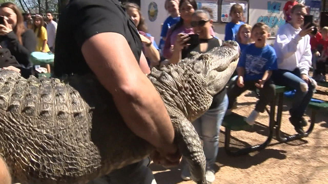 Zoo-Praktikantin klaute Alligator-Ei und zog Reptil auf Vor 20 Jahren!