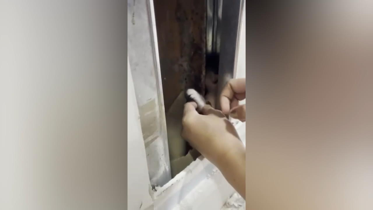 Dahinter miaut es doch! Helfer retten Kätzchen aus Wand Unübliche Rettungsaktion