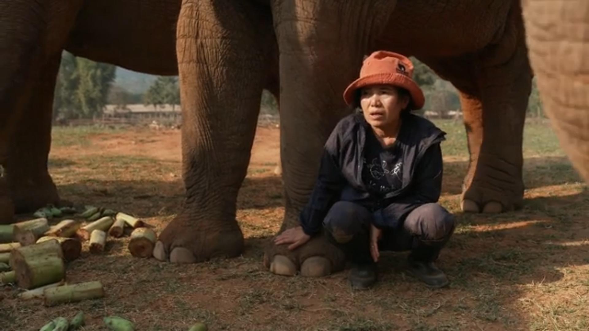 Frau kämpft gegen Elefanten-Mafia Schützenswerte Dickhäuter