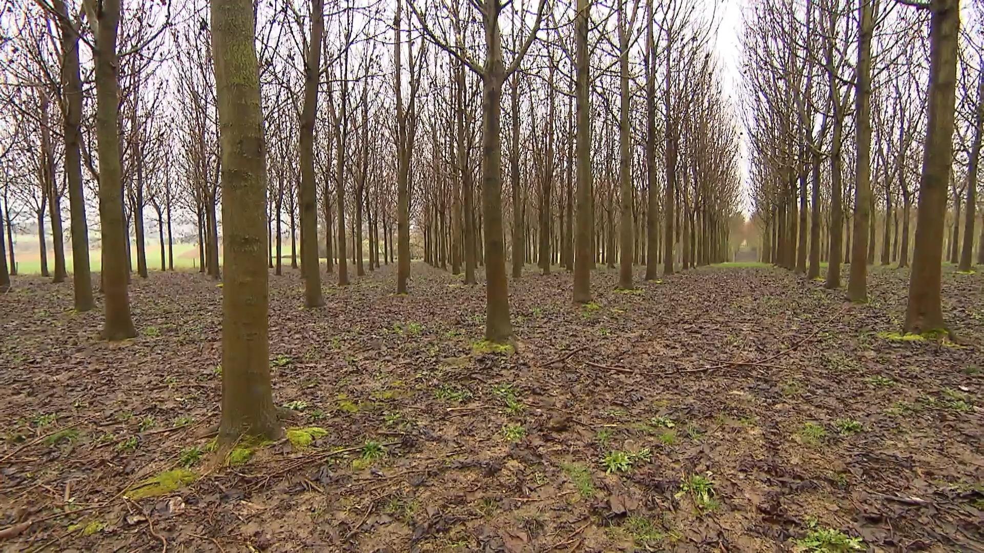 Kiri-Baum Plantage Ernte