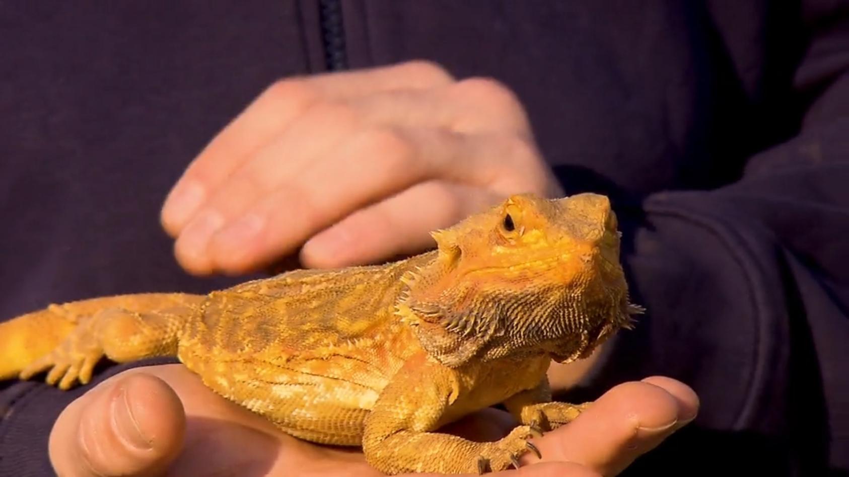 Wer hat ein Herz für Bartagame "Pancake"? "Tierisches Glück gesucht!"